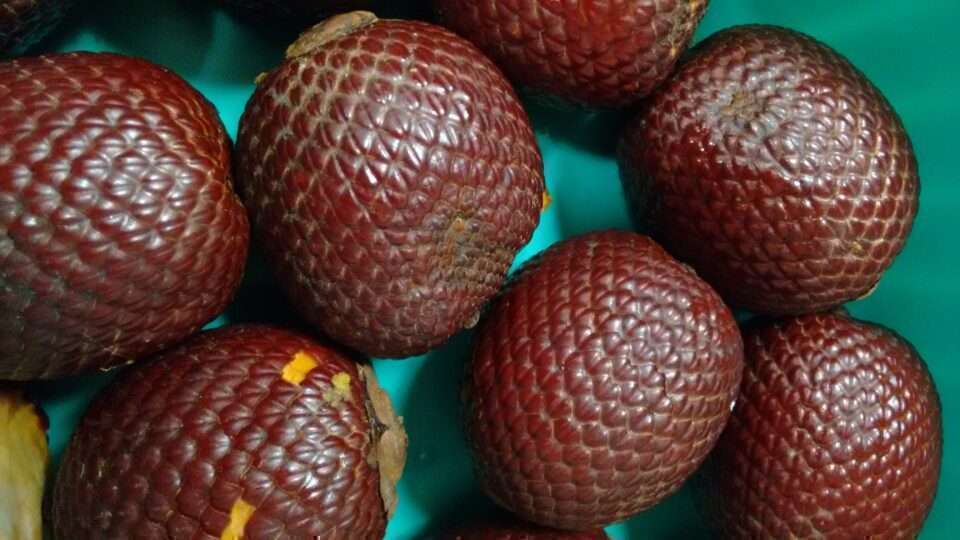 Buriti: A grande estrela das veredas do sertão mineiro