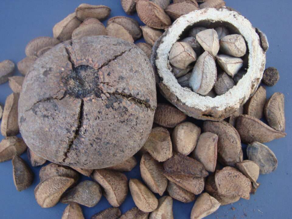 Além do Caju e do Pará: Conheça algumas castanhas nativas
