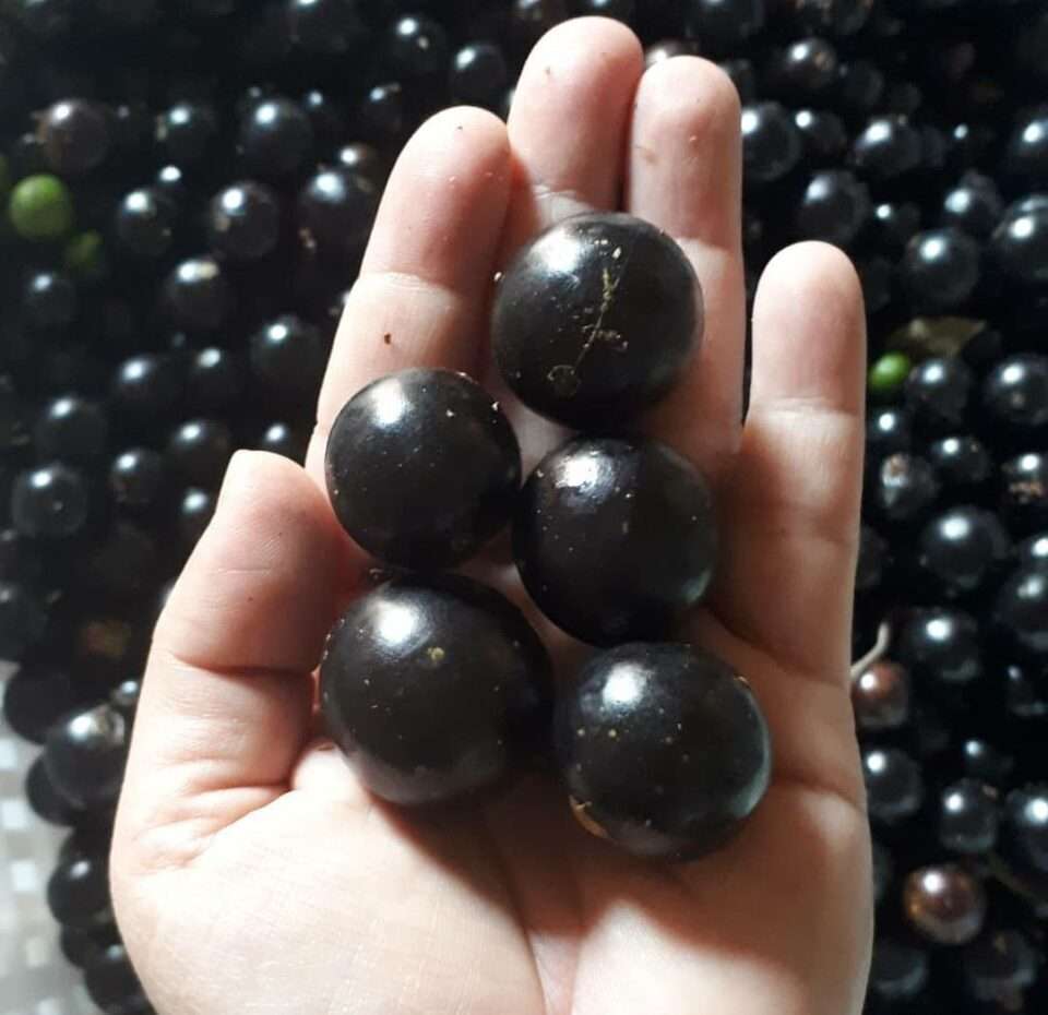 #partiuTG – Começa o Festival da Jabuticaba de Sabará